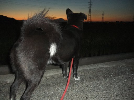 イヴ姫　１２．９ｋｇ