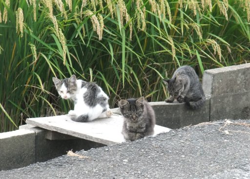 ファイル 921-2.jpg