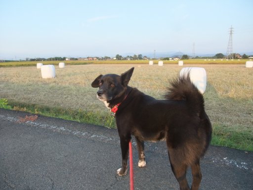 稲刈り済んでラップして