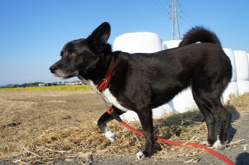 ファイル 928-2.jpg