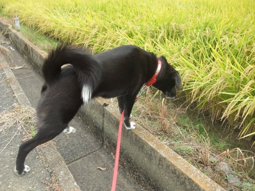 稲刈りでしゅね