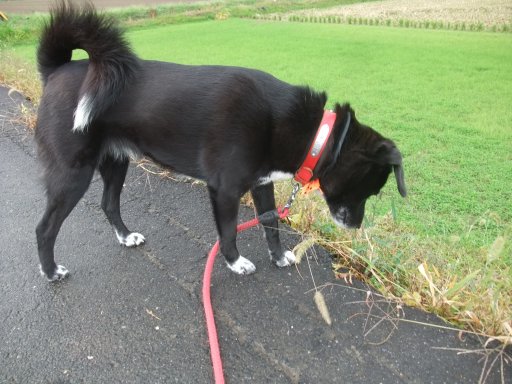 雨上がりの１１１１