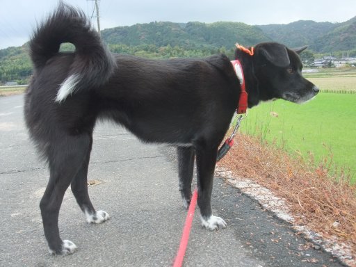 ファイル 949-3.jpg