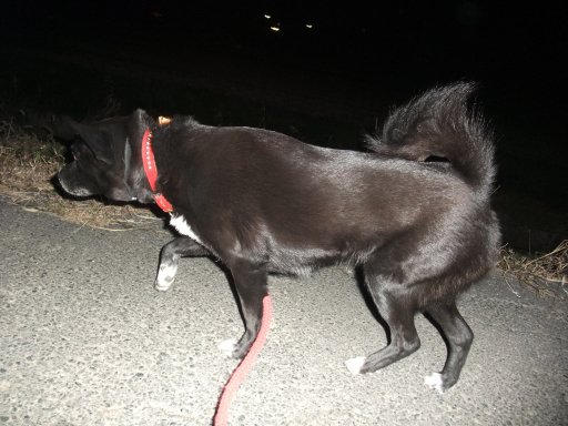 闇に紛れてエクササイズ