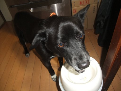 イヴ姫　１２．６ｋｇ