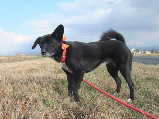 ファイル 968-2.jpg