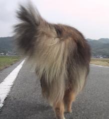 �G���̂��K