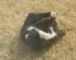 庭でたわむれる子犬