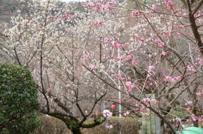 梅（浮牡丹）と白梅