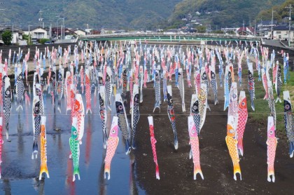 鯉のぼりの群