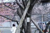 さくら園の桜１