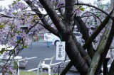 さくら園の桜2