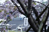 さくら園の桜2