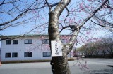 さくら園の桜3