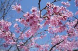 さくら園の桜4