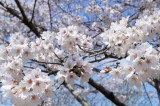 さくら園の桜6