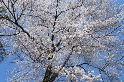 鹿央広域農道の桜