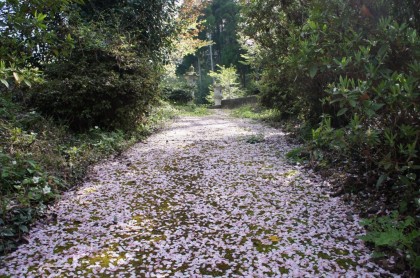参道の桜絨毯
